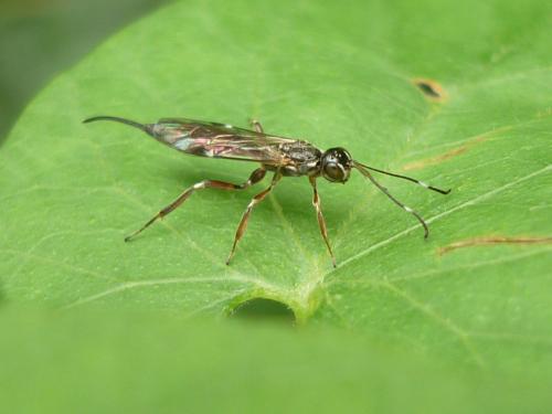 Réf. 244 776 : Xorides praecatorius